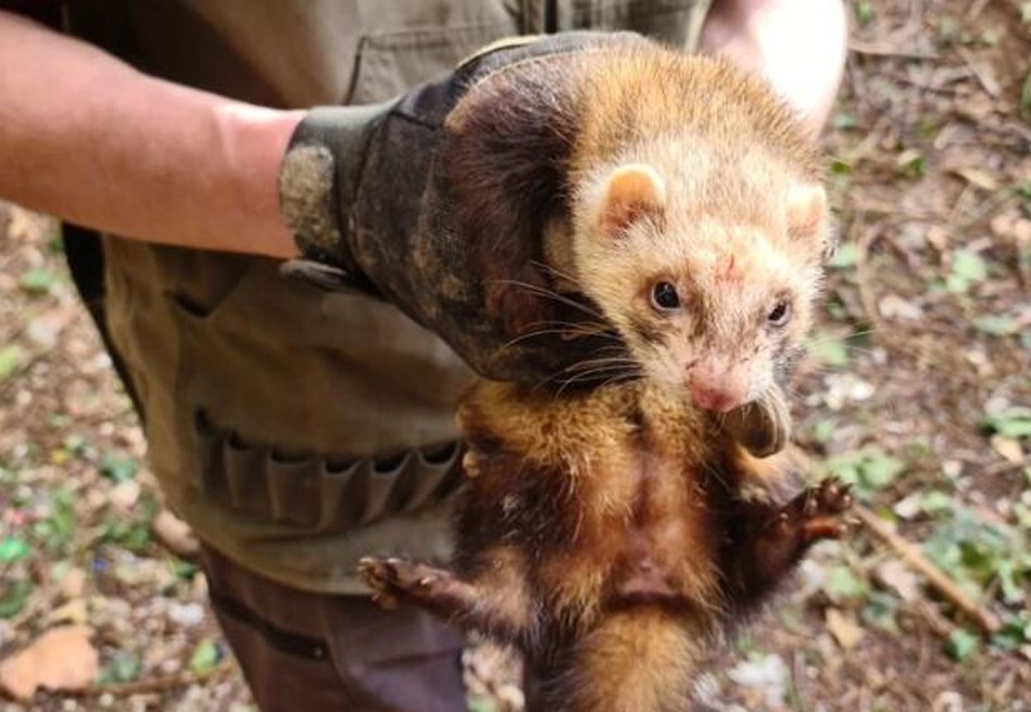furet d'intervetnion